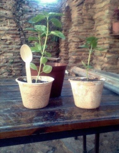 recycled cups with plants in them and spoons with the price on