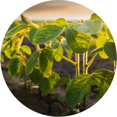 plant starch 1