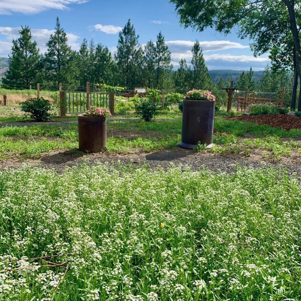 Five Tips for Gorgeous Outdoor Photos