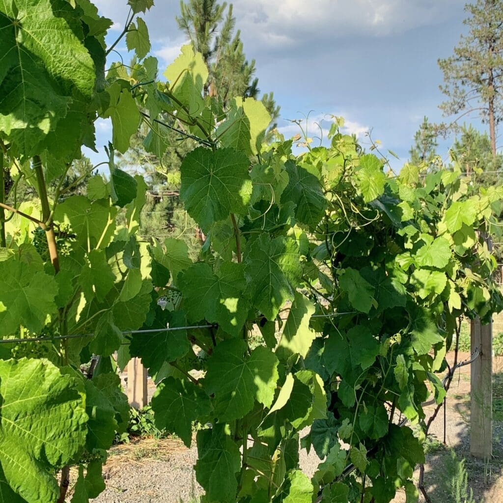 Outdoor Photo Venues Spokane