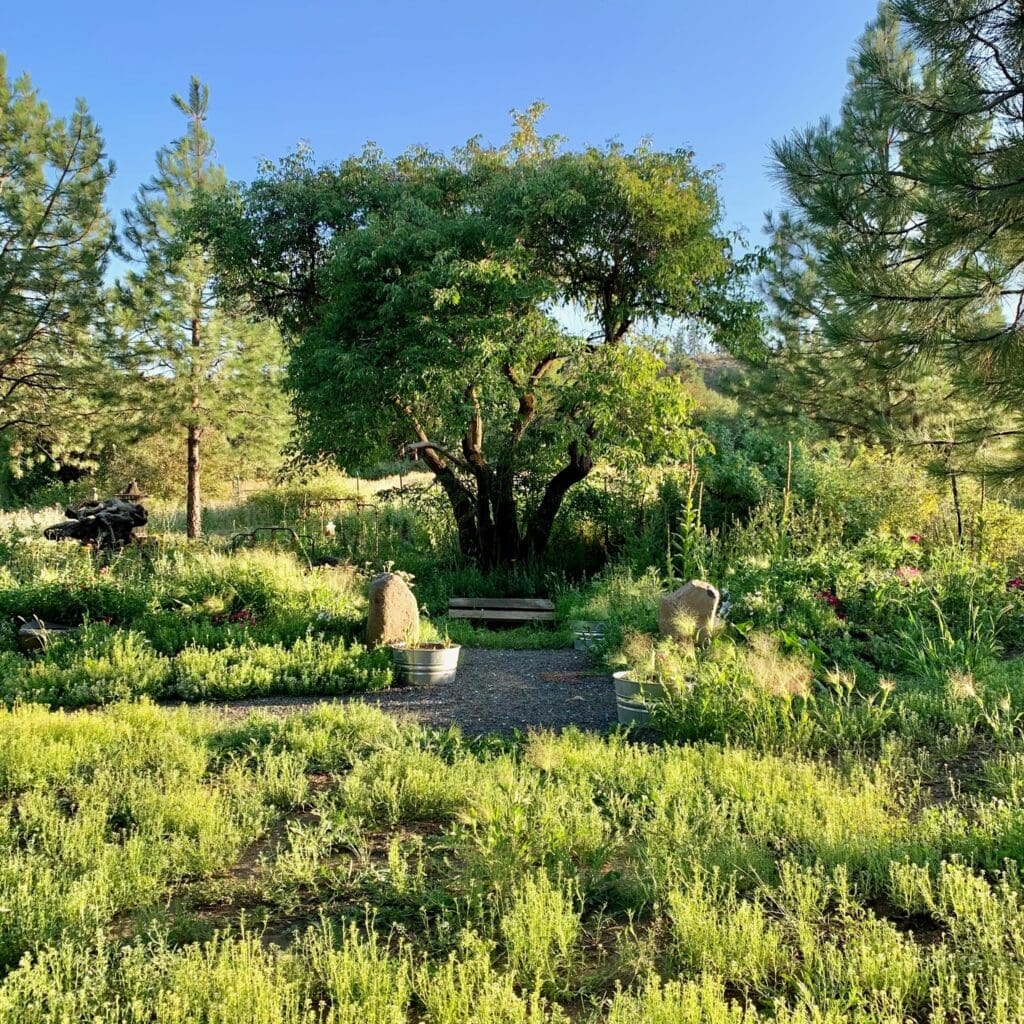 Why I Love My Garden Space for Portrait Photography