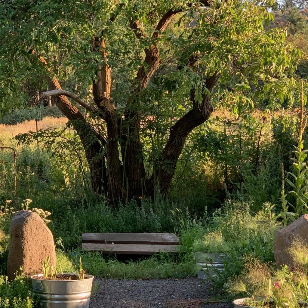 Why I Love My Garden Space for Portrait Photography