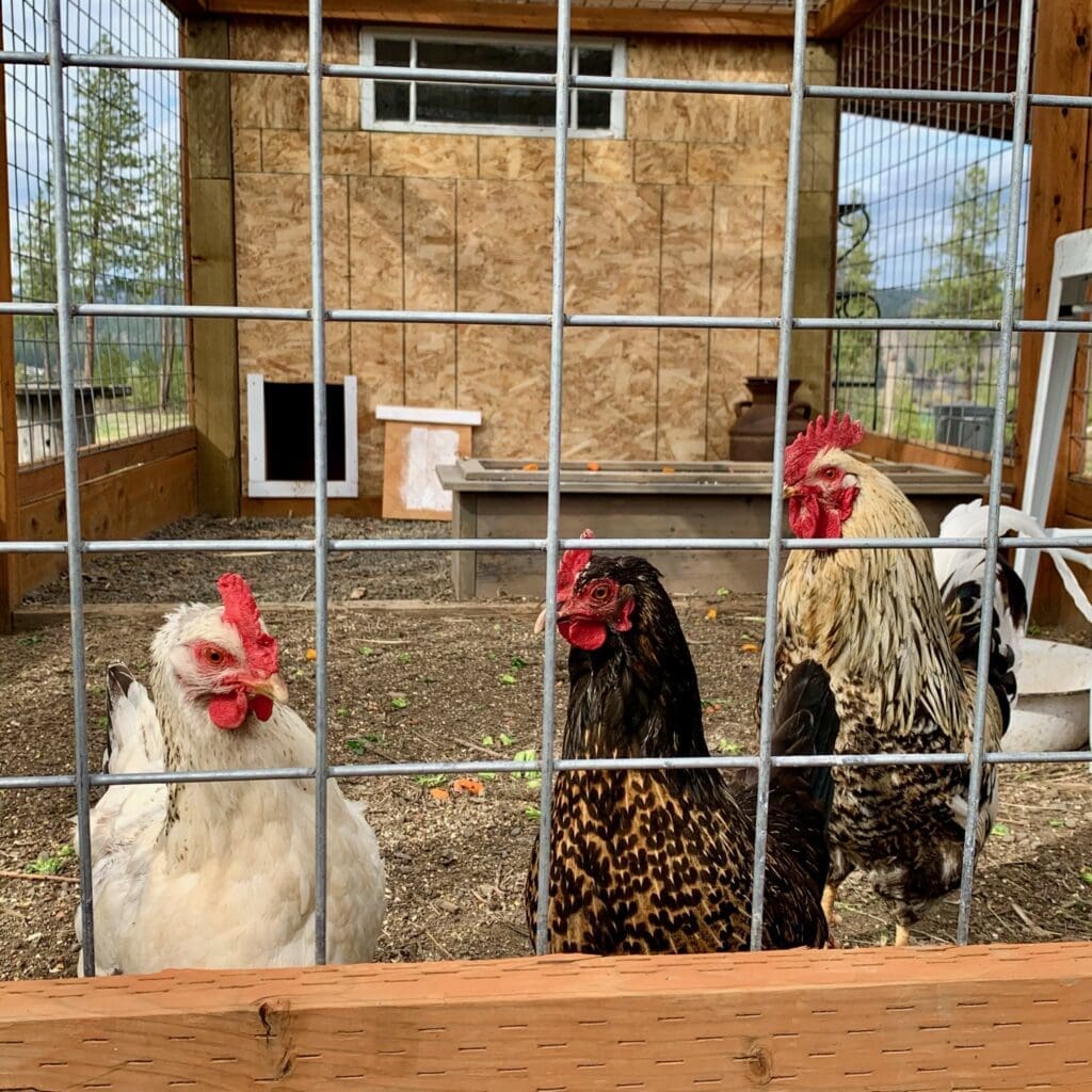 The Chicken Coop Venue at Kelly Tareski Photography