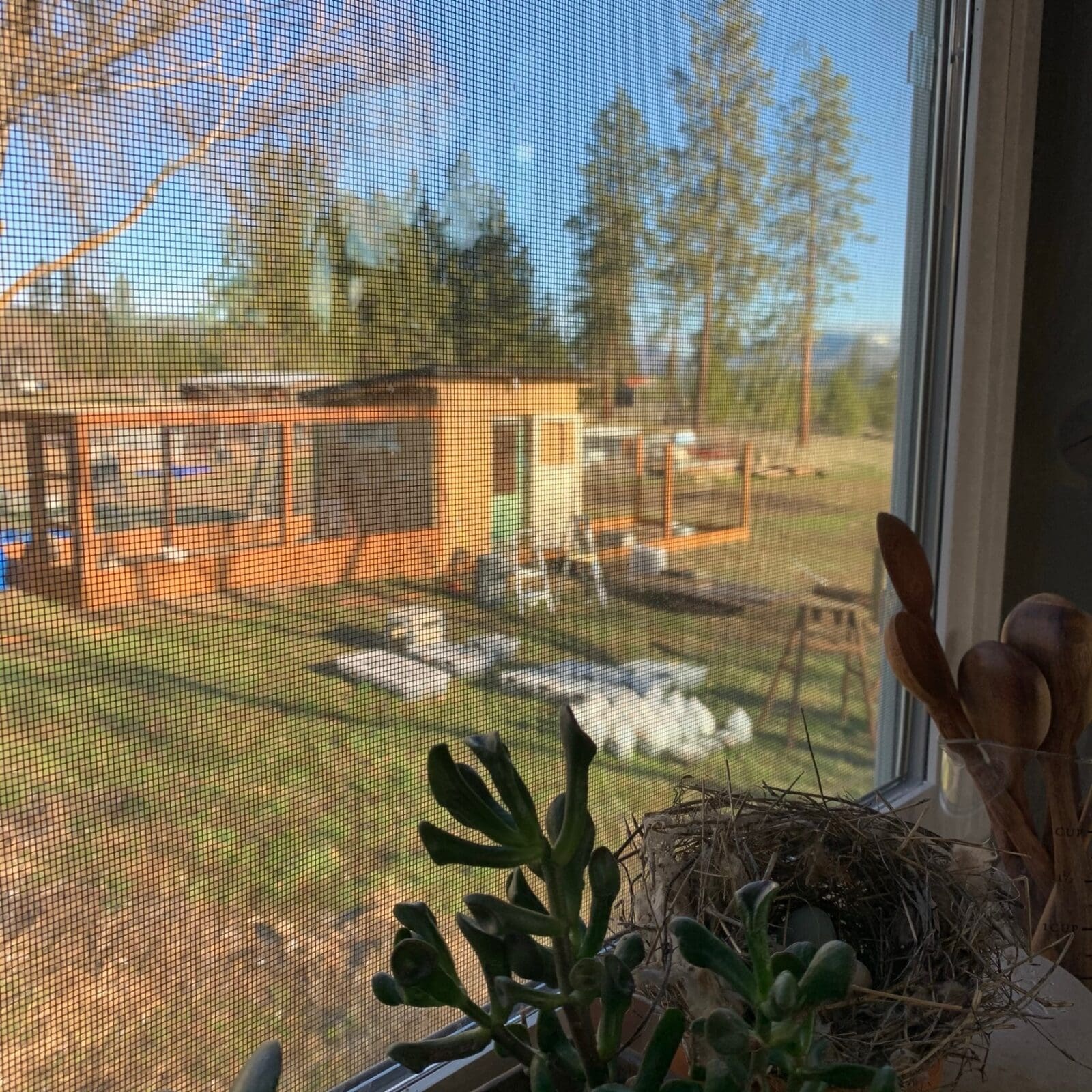 Chicken Coop portrait setting in Nine Mile Falls