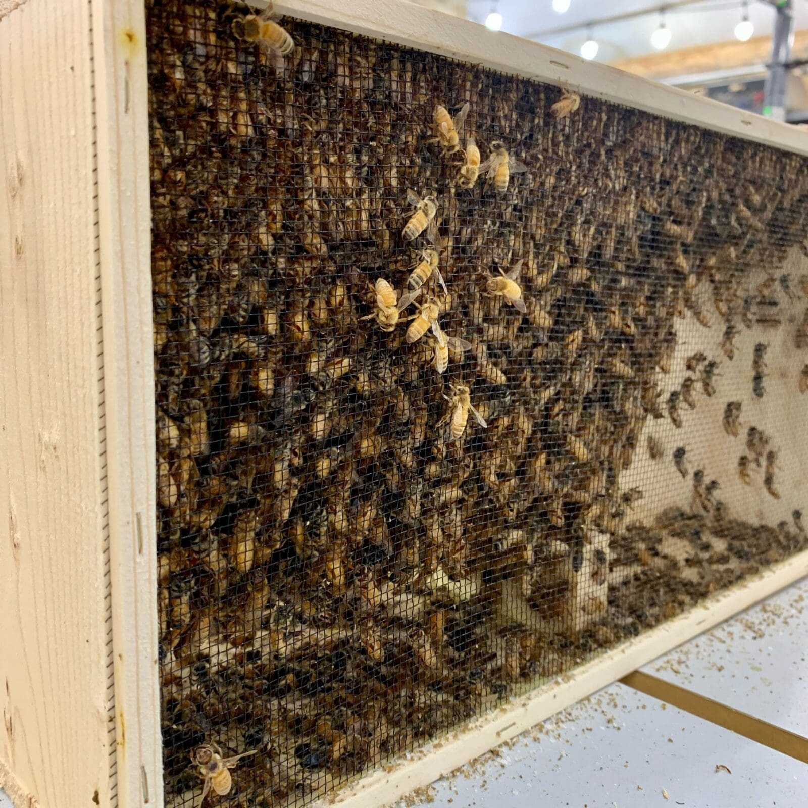 Apiary venue at the KTP property