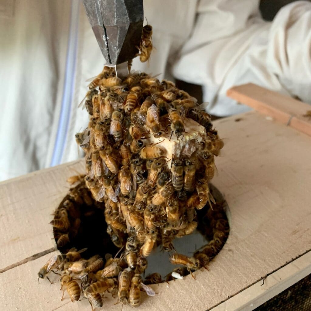 Building The Apiary Venue at Kelly Tareski Photography