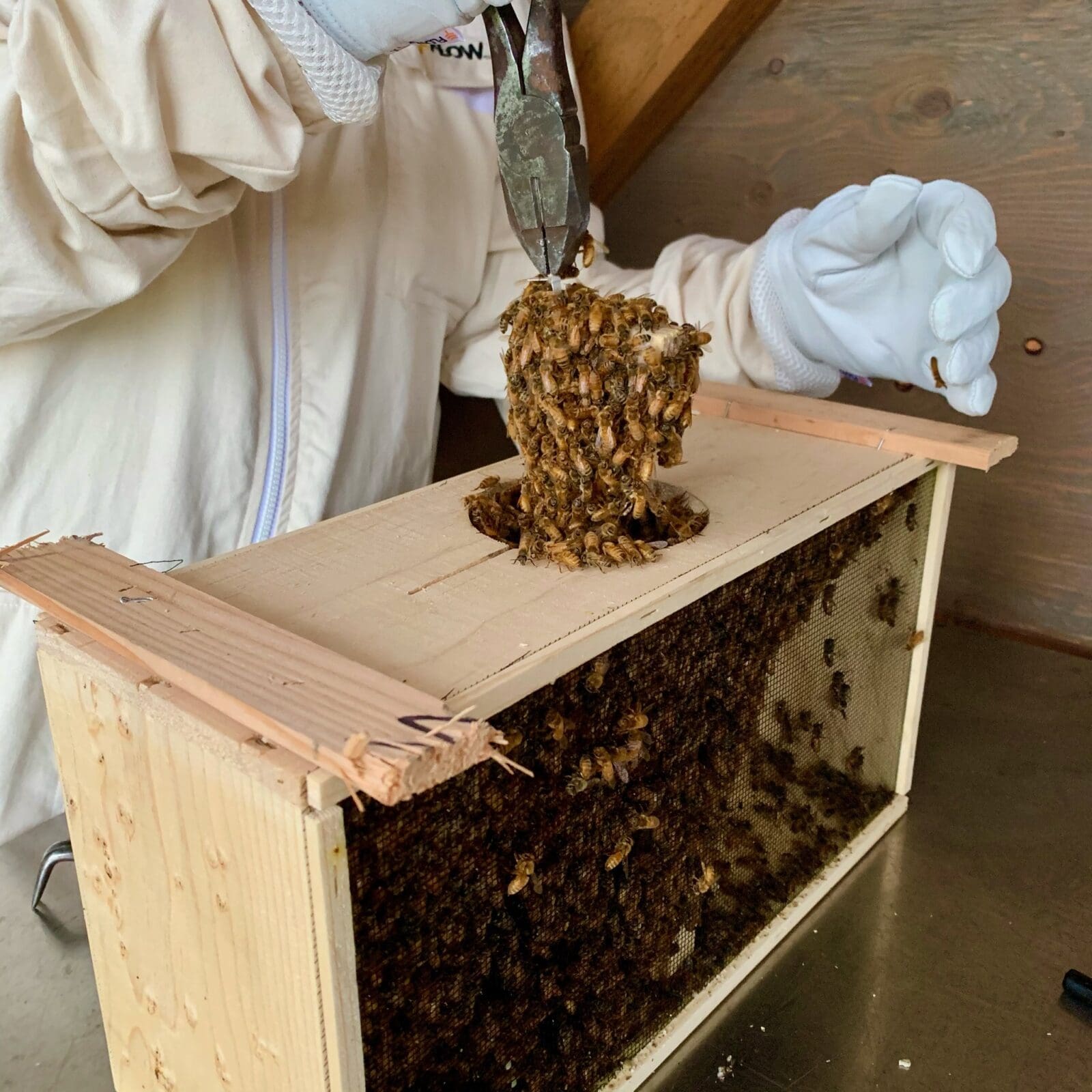 KTP Apiary and honey bee setting