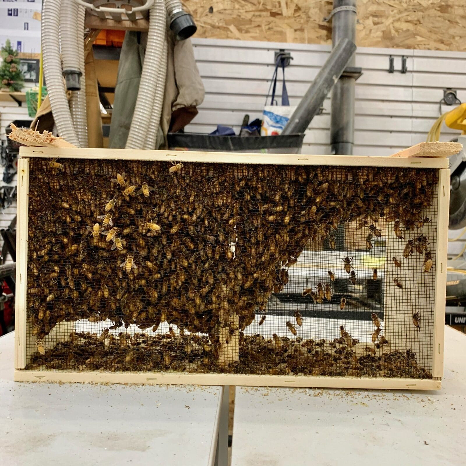 Honey bee Apiary photography setting near Spokane