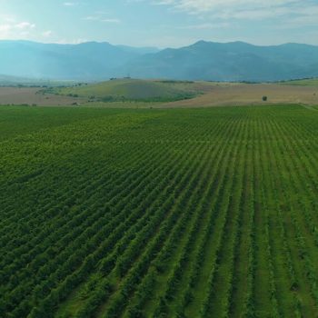 Рекламен филм за винарна беса вали (bessa valley) 3
