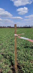 Винесення меж паю в натуру