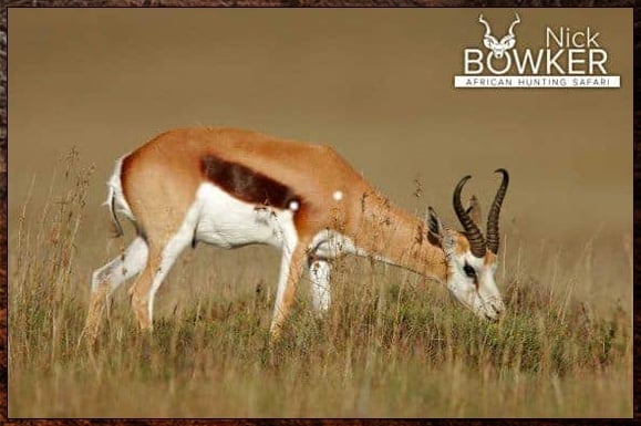 8 Days hunting all-inclusive for 20 animals. No day fee & inclusive of accommodation and meals 8 Days hunting all-inclusive for 20 animals. No day fee & inclusive of accommodation and meals