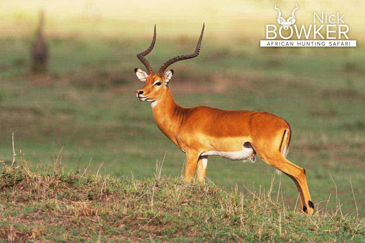 Impala male standing on the African grasslands. Only male impala carry horns. Male standing on the African grasslands. Only males carry horns.