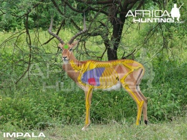 Impala Hunting - All You Need to Know About Impala Hunts 7 Vital organs. An impala should have a horn length of around 22 inches