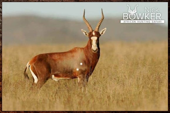 8 Days hunting all-inclusive for 30 animals. No day fee & inclusive of accommodation and meals. African Safari Hunt cost. 8 Days hunting all-inclusive for 30 animals