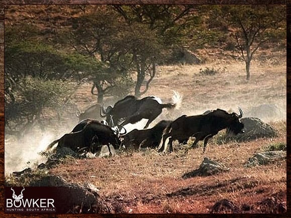 African Safari 14 Black Wildebeest kill shot during our African hunting safari