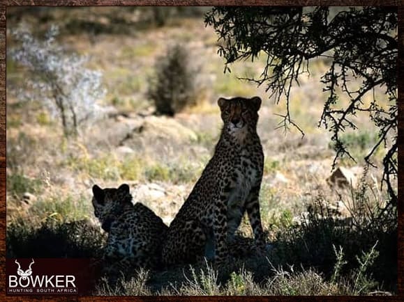 African Safari 4 Cheetah tracking