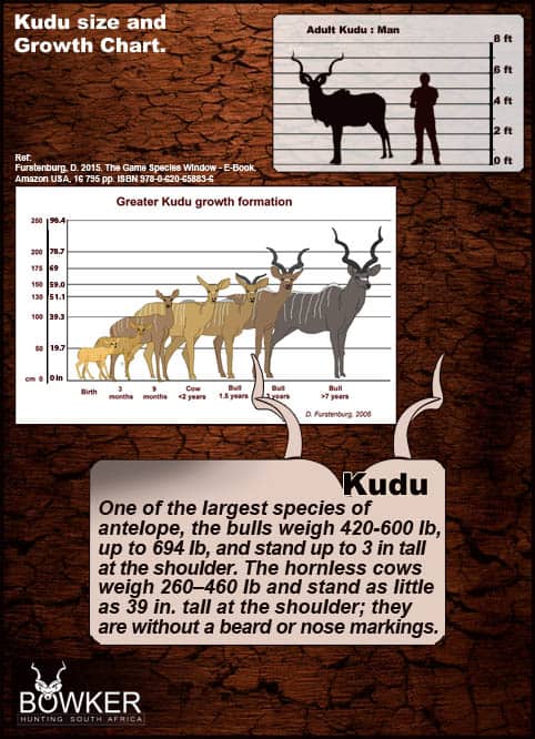 Horn lengths in the low 50's are fairly common; 55 inches and over can be considered a perfect trophy, and 60 inches and over is exceptional. Growth chart for Kudu bulls over the life span of the kudu.