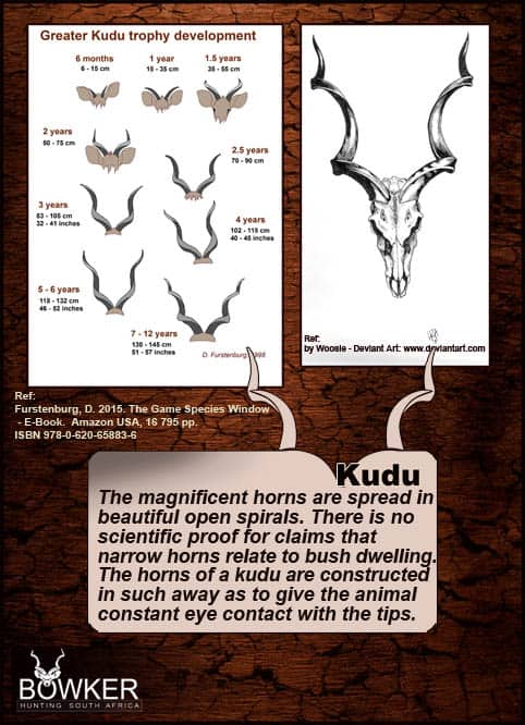 They can be found in an extensive habitat range, including hilly areas, slopes of mountains with trees, woodlands, bush thickets, riverine areas, bushveld, and wooded savannah areas. Kudu spiral horn development over the life time of the kudu.