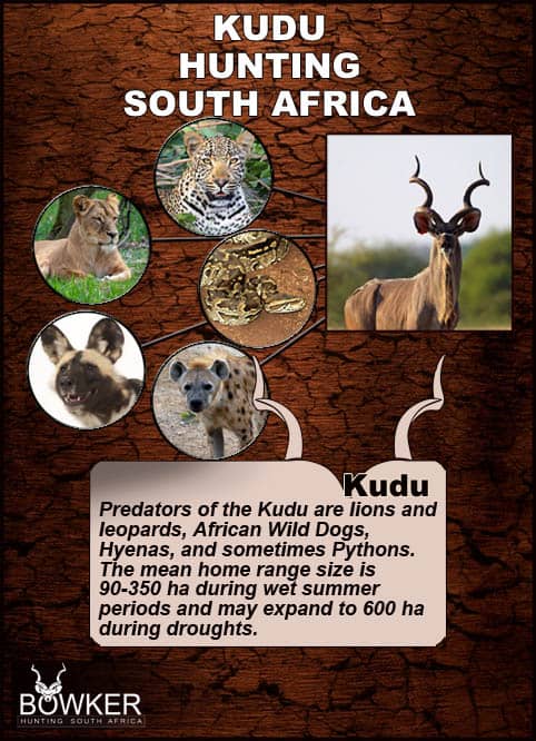 Greater kudus are found extensively throughout Southern Africa, in South Africa, Botswana, Zimbabwe, Namibia, Mozambique, and Zambia, and even further north in Tanzania, Kenya, and parts of Angola. Kudu predators include the big cats.