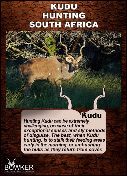 Some of the best kudu hunting methods include stalking their feeding areas early in the morning or ambushing the bulls as they return from cover and on higher grounds. Some of the best kudu hunting methods include stalking their feeding areas early in the morning.