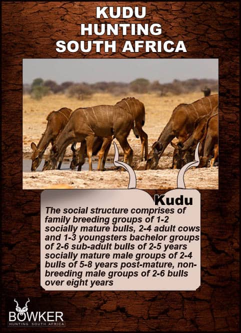 Like many other antelopes, male kudu can be found in bachelor groups, but they are more likely to be solitary. Their dominance displays tend not to last long and are generally fairly peaceful, consisting of one male making himself look big by making his hair stand on end. Social structure of kudu herds