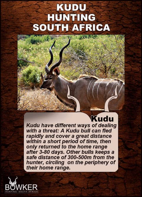 The common name kudu is derived from the indigenous Khoikhoi language of Southern Africa. How kudu deal with threats during the stalk.