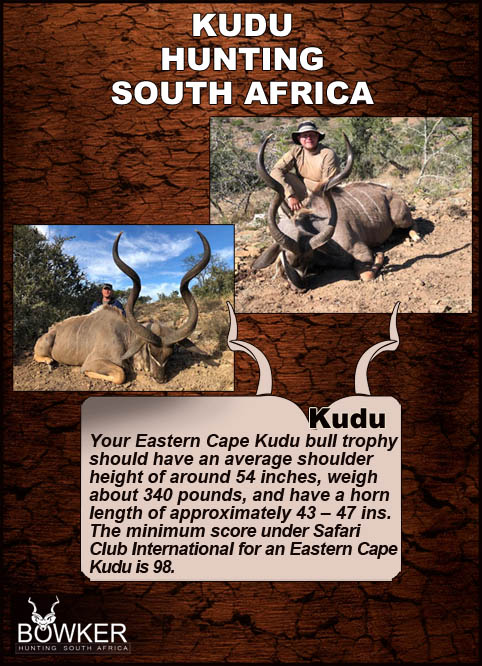The magnificent horns are spread in beautiful open spirals. There is no scientific proof for claims that narrow horns relate to bush dwelling and wide horns to plains kudu, as the two forms are found in both habitats. Hunting the Eastern Cape Kudu