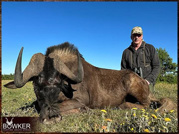 Trophy Hunting South Africa 188 Africa black Wildebeest hunt.