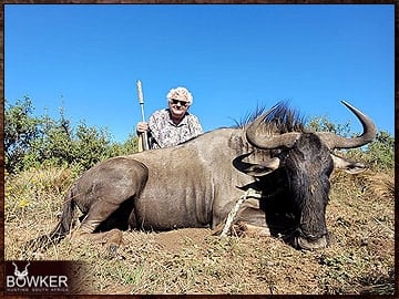 Trophy Hunting South Africa 19 Africa blue wildebeest hunt in 2023.