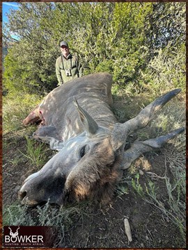 Trophy Hunting South Africa 111 Africa Eland hunting 2023.