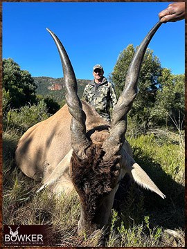 Trophy Hunting South Africa 110 Africa Eland hunt 2023.
