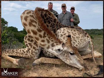 Trophy Hunting South Africa 7 Africa Giraffe hunting with Nick Bowker.