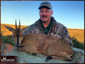 Trophy Hunting South Africa 170 Africa grey duiker hunting with Nick Bowker.