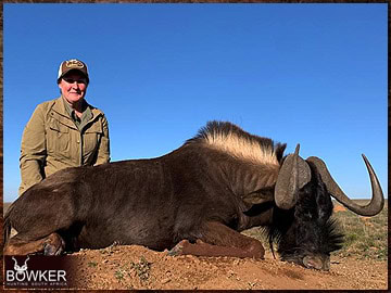 Trophy Hunting South Africa 184 Africa black wildebeest hunting with Nick Bowker.