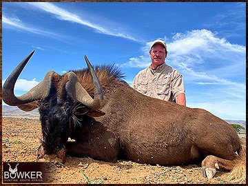 Trophy Hunting South Africa 187 Africa hunting. Black Wildebeest hunt with Nick Bowker.