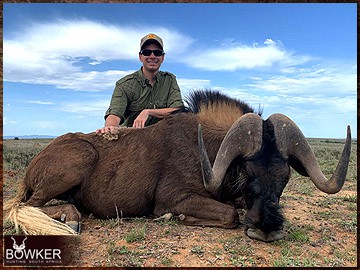 Trophy Hunting South Africa 185 Africa hunting. Black Wildebeest hunt with Nick Bowker.