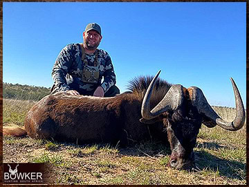 Trophy Hunting South Africa 182 Africa black wildebeest hunting with Nick Bowker.