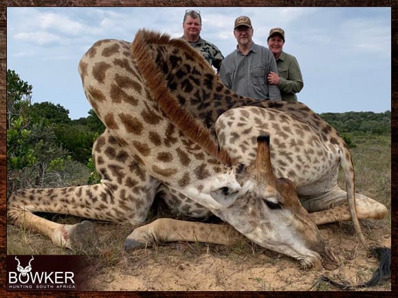 Giraffe Hunting - All You Need to Know About Hunting Giraffe 13 Africa giraffe hunting with Nick Bowker.