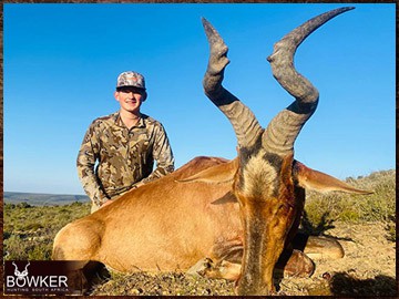 Trophy Hunting South Africa 214 Africa red hartebeest hunting with Nick Bowker.