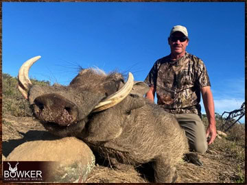 Trophy Hunting South Africa 64 Africa hunting. Warthog hunt with Nick Bowker.
