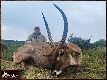 Trophy Hunting South Africa 30 Africa hunting. Waterbuck hunt with Nick bowker.