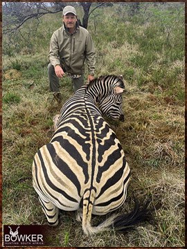 Trophy Hunting South Africa 155 Africa hunting. Zebra hunt with Nick bowker.