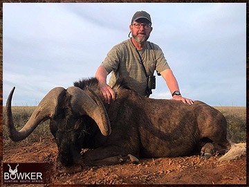 Trophy Hunting South Africa 171 African black wildebeest hunt.