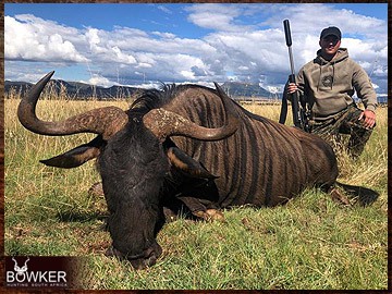 Trophy Hunting South Africa 2 African Blue Wildebeest hunt.