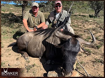 Trophy Hunting South Africa 12 African blue wildebeest hunt.