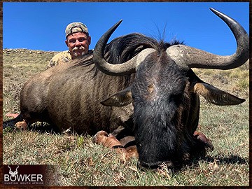 Trophy Hunting South Africa 5 African blue wildebeest hunt.