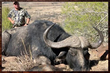 Cape Buffalo Hunting Packages and Prices - Hunt Cape Buffalo 9 African buffalo trophy