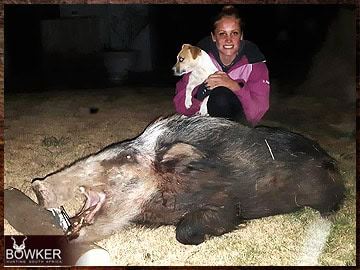 Trophy Hunting South Africa 146 African Bushpig hunting.