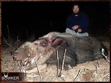 Trophy Hunting South Africa 148 African Bushpig hunting.