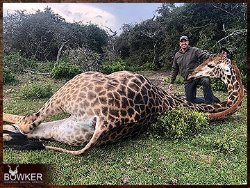 Trophy Hunting South Africa 9 African giraffe hunt.